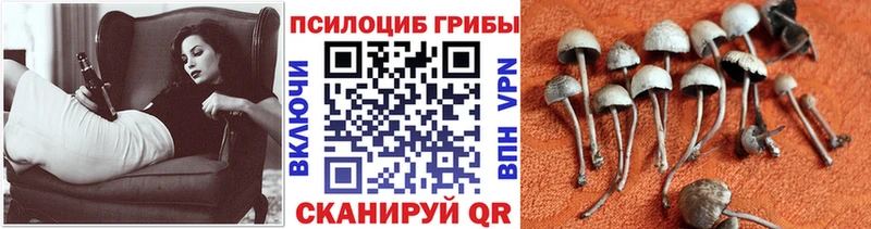 цены   OMG рабочий сайт  Псилоцибиновые грибы Cubensis  Нестеров 